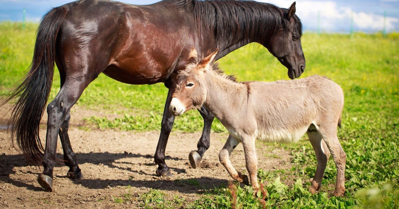Paarden & Ezels