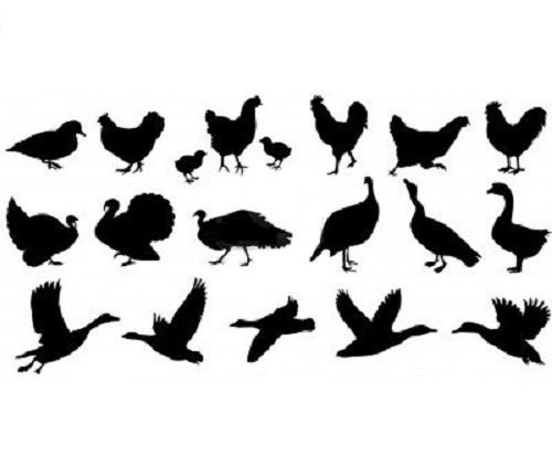 Silhouet duiven, vogels, pluimvee